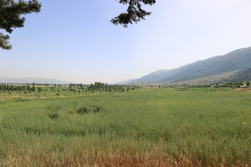 landscape with trees