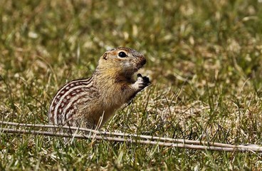 The thirteen-lined ground squirrel, also known as the striped gopher, leopard ground squirrel, squinney, is a ground squirrel that is widely distributed over grasslands and prairies of North America

