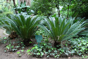  Plants in a botanical garden © moniadk