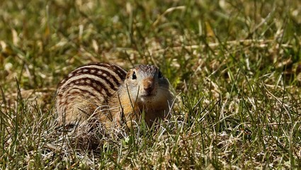 The thirteen-lined ground squirrel, also known as the striped gopher, leopard ground squirrel,...