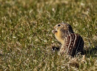 Naklejka na ściany i meble The thirteen-lined ground squirrel, also known as the striped gopher, leopard ground squirrel, squinney, is a ground squirrel that is widely distributed over grasslands and prairies of North America