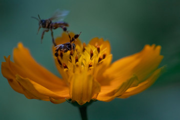 bee and flower