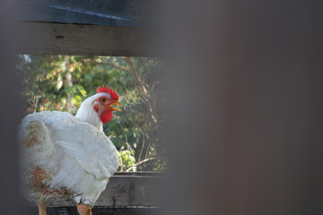 Gallina encerrada en su corral