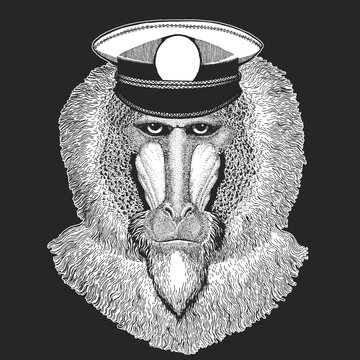 Baboon, monkey, ape. Sailor capitan hat. Head, portrait of animal.