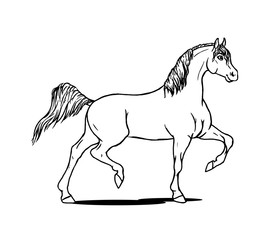 Arabian white horse in cartoon style. Horse lover coloring book design. Vector illustration.