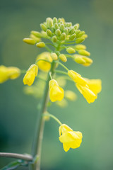 Outdoor photo of canola plant. Mustard flower blossom. Rape (Brassica napus, rapeseed, oil seed, canola). Beautiful flower of the rapeseed closeup on a natural background, selective focus.