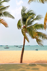 Green palm beach in Pattaya city.