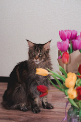 Maine Coon and a bunch of flowers, a big purebred cat and tulips