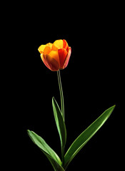 Orange tulip isolated on black background