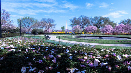 Cherry blossom and Washington Obelisk Monument in Washington D.C. National Mall.