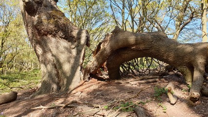 Broken Tree