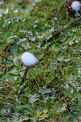 tall mushroom growing out of the lawn with snow collected on top of it