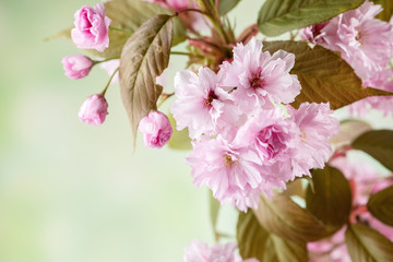 Obraz premium Bliska kwiat wiśni, sakura kwiaty na tle nieostre