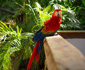 Blue and red macaw ara. Parrot