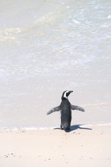 penguin stands with its backs on the beach near the water spreading its wings