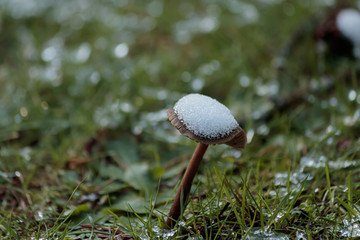tall mushroom growing out of the lawn with snow collected on top of it