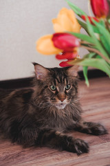 Maine Coon and a bunch of flowers, a big purebred cat and tulips