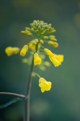 Outdoor photo of canola plant. Mustard flower blossom. Rape (Brassica napus, rapeseed, oil seed, canola). Beautiful flower of the rapeseed closeup on a natural background, selective focus.