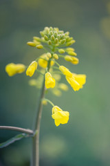 Outdoor photo of canola plant. Mustard flower blossom. Rape (Brassica napus, rapeseed, oil seed, canola). Beautiful flower of the rapeseed closeup on a natural background, selective focus.