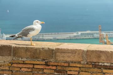 sea gull stands against the wall against the background of the seaport and blue sky
