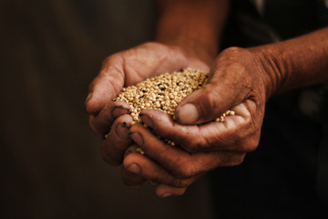 Farmer hands holding seeds