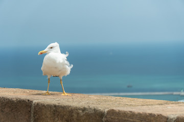 curly gull standing in the wind on a stone wall against a blue sky