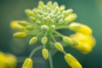 Outdoor photo of canola plant. Mustard flower blossom. Rape (Brassica napus, rapeseed, oil seed, canola). Beautiful flower of the rapeseed closeup on a natural background, selective focus.