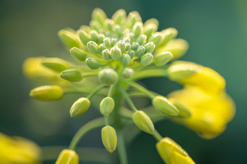 Outdoor photo of canola plant. Mustard flower blossom. Rape (Brassica napus, rapeseed, oil seed, canola). Beautiful flower of the rapeseed closeup on a natural background, selective focus.