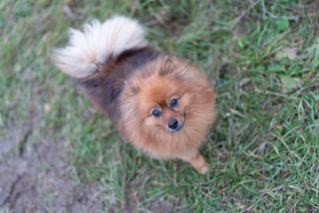 
little red dog on the grass