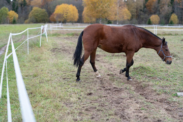 
brown horse in corral electric shepherd