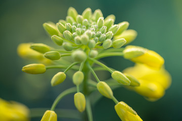 Outdoor photo of canola plant. Mustard flower blossom. Rape (Brassica napus, rapeseed, oil seed, canola). Beautiful flower of the rapeseed closeup on a natural background, selective focus.