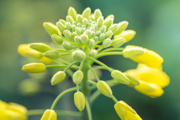Outdoor photo of canola plant. Mustard flower blossom. Rape (Brassica napus, rapeseed, oil seed, canola). Beautiful flower of the rapeseed closeup on a natural background, selective focus.