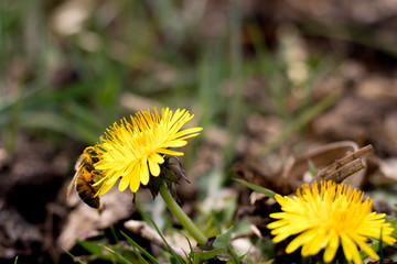 mniszek i pszczoła  © Tomasz
