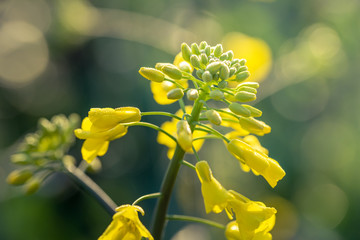 Outdoor photo of canola plant. Mustard flower blossom. Rape (Brassica napus, rapeseed, oil seed, canola). Beautiful flower of the rapeseed closeup on a natural background, selective focus.