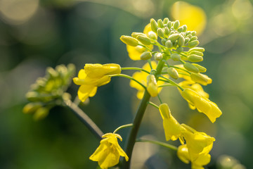 Outdoor photo of canola plant. Mustard flower blossom. Rape (Brassica napus, rapeseed, oil seed, canola). Beautiful flower of the rapeseed closeup on a natural background, selective focus.