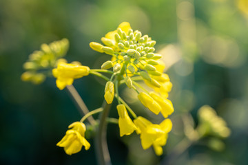 Outdoor photo of canola plant. Mustard flower blossom. Rape (Brassica napus, rapeseed, oil seed, canola). Beautiful flower of the rapeseed closeup on a natural background, selective focus.