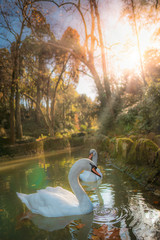 Wite swans in Pena palace pound