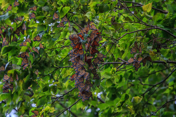 Monarch Butterflies roosting at the tip of  Point Pelee National Park before crossing Lake Erie during their migration to Mexico.  