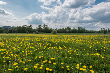 Fototapeta premium Wiese mit Löwenzahn unter blauen Himmel mit Wolken, Taraxacum