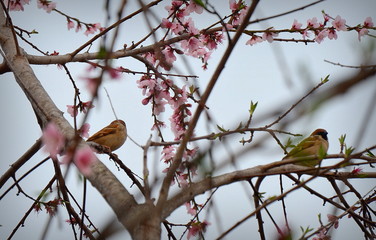 Sparrows and cherry blossom trees