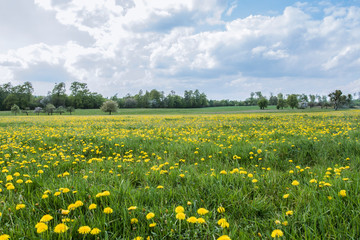 Wiese mit Löwenzahn unter blauen Himmel mit Wolken, Taraxacum