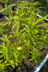 young hemp sprouts growing in a box, close up photo