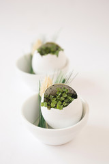 Arugula microgreen.  Eggshell seedlings on a light background.  Vertical photo.  Microgreen decor.