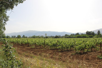 Fototapeta na wymiar vineyard in Lebanon