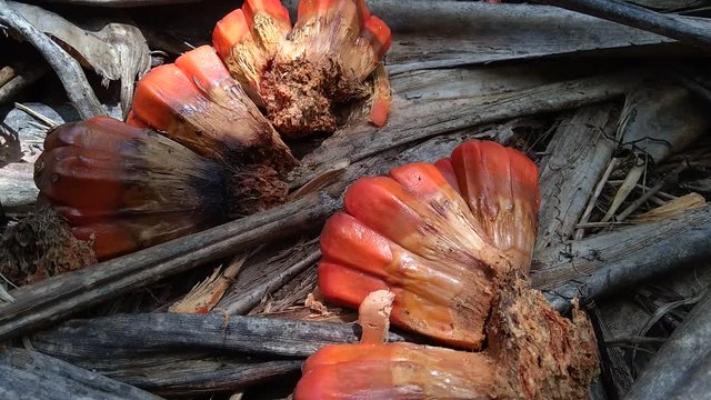 Fragrant Screwpine (Pandanus fascicularis, Pandanus odorifer, Pandanus tectorius) with nature background. Fragrant plant in Indonesia.