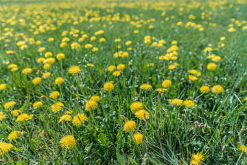 Obraz premium Wiese mit Löwenzahn, Taraxacum