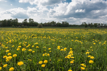Wiese mit Löwenzahn unter blauen Himmel mit Wolken, Taraxacum