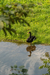 a black swan stands on the river bank and is reflected in the water