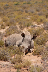 rhino lies among the bushes in the savannah