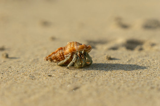 a small hermit crab crawled out of a shell in the sand